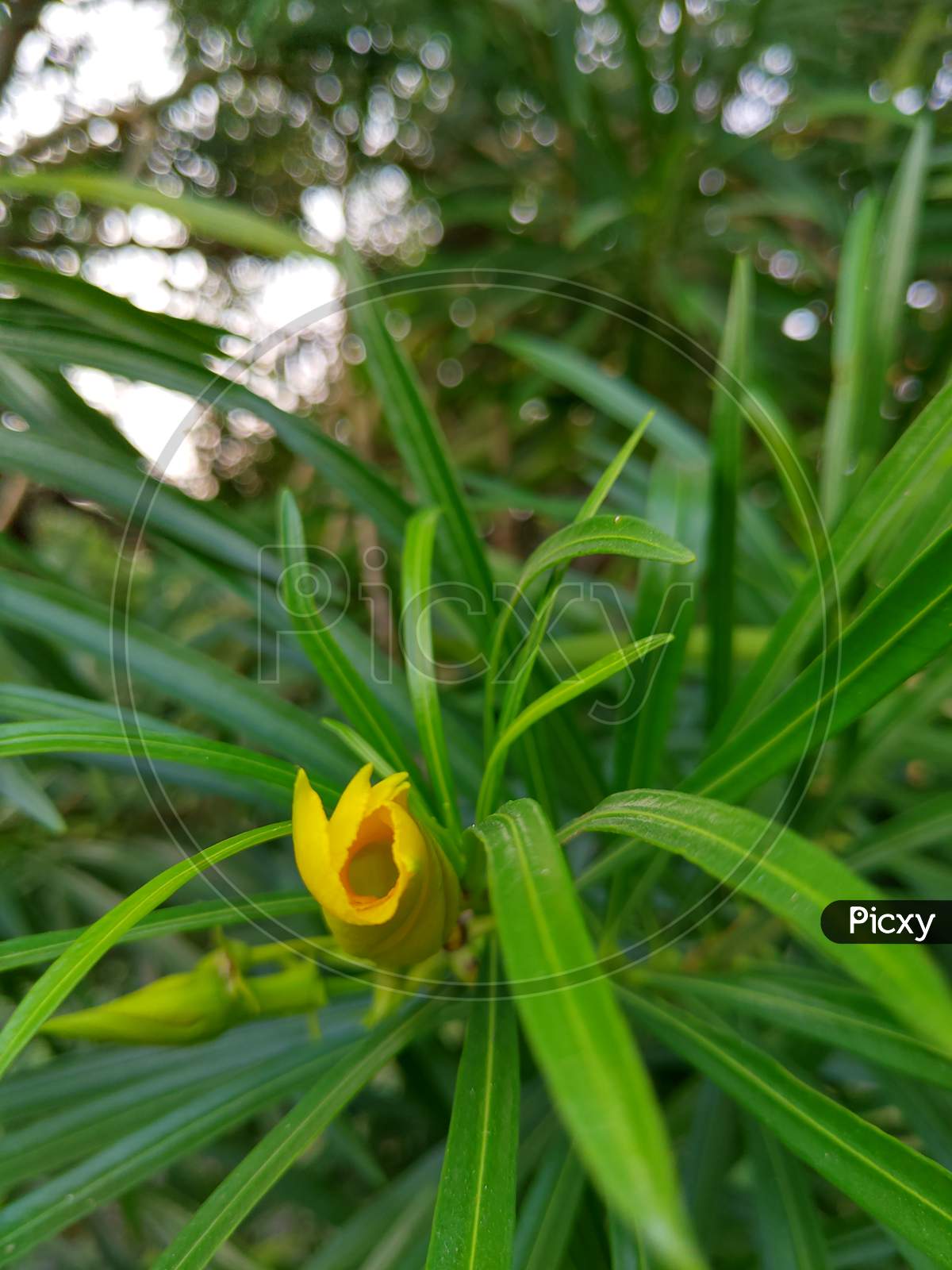 Close shot of a yellow flower between the green leaves.