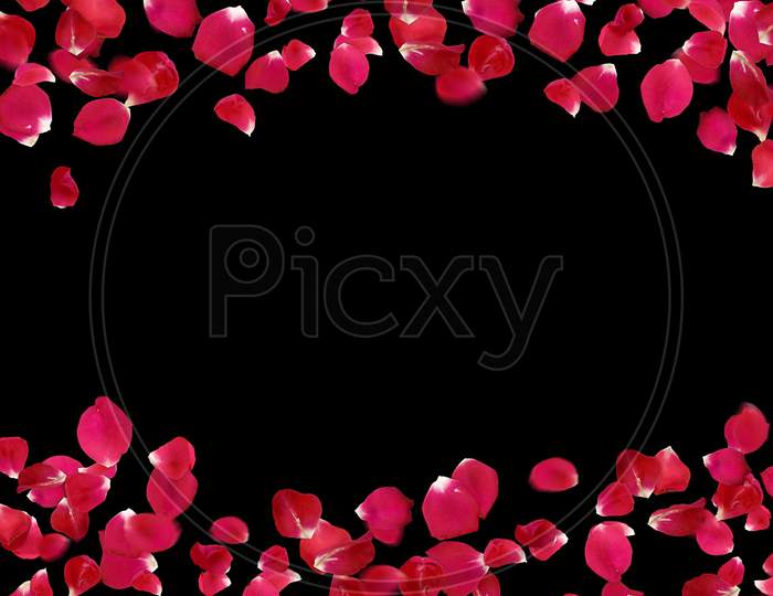Rose flower petals background with copy space. Black background with the red rose flowers petals  around the corners of the frame with the place for text and design.
