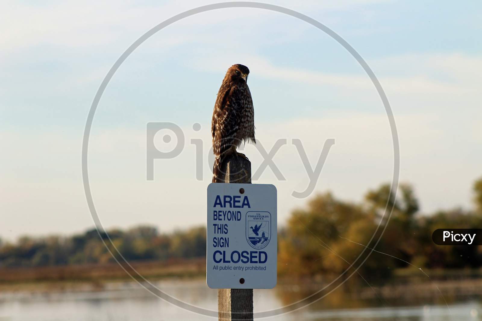 Hawk On A Sign (Ca 06638)