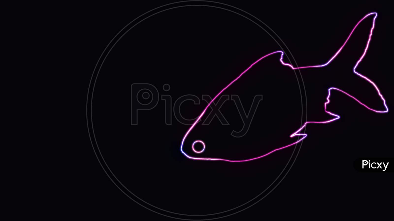 Beautiful outline of Tinfoil barb fish with neon lighting. animal outline with neon light effect isolated on black background.