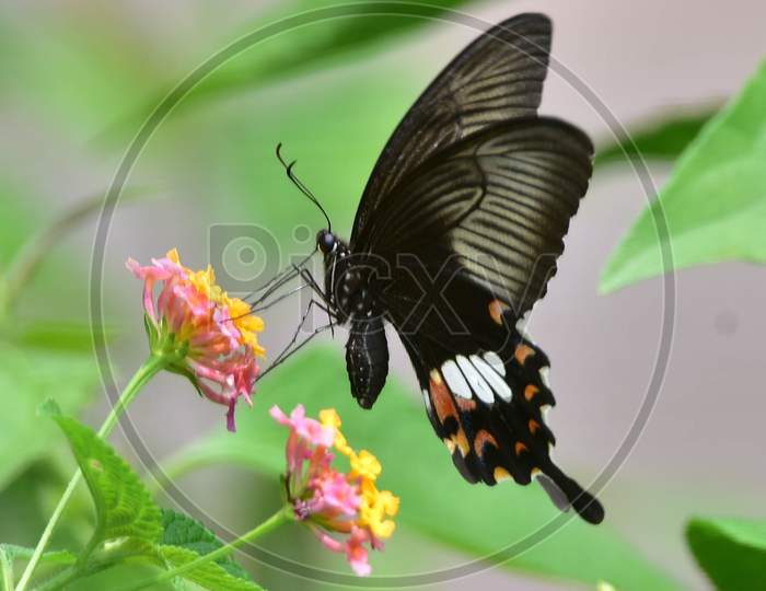 A Butterfly Collecting Nectar From A  Flower..In Nagaon District Of Assam On June 7,2020