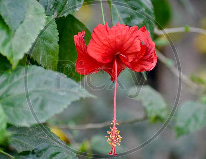 Picture of a beautiful Hibiscus (disambiguation) flower isolated on the green blur background