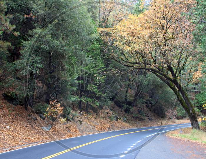Autumn Road In Yosemite (Ca 0618)