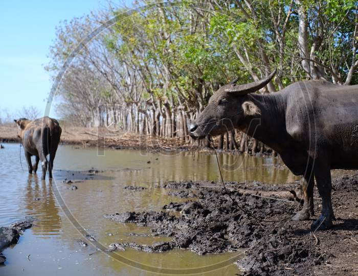 Buffalo in rural mud puddles