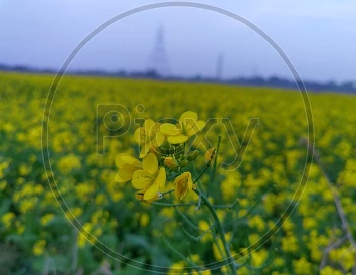 Mustard's flower in focus.