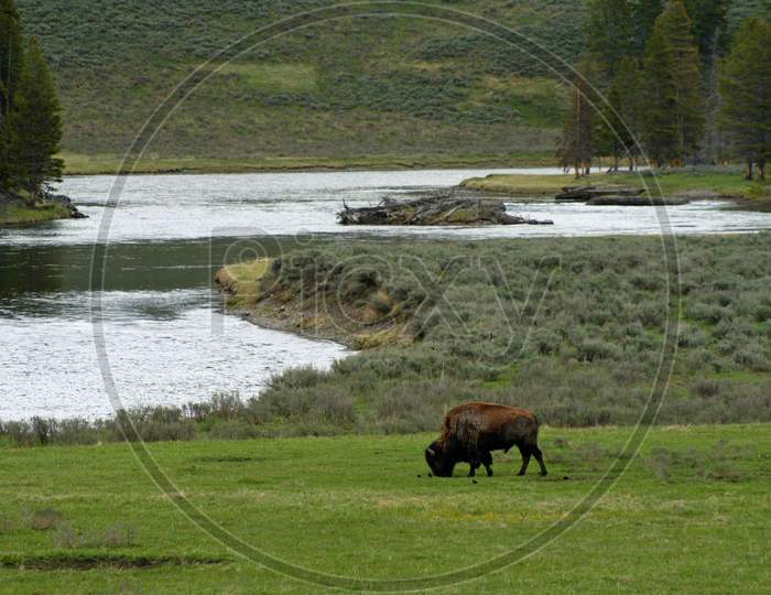 Bison Grazing Along The River (Wy 00673)