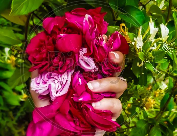abstract hand with rose petals