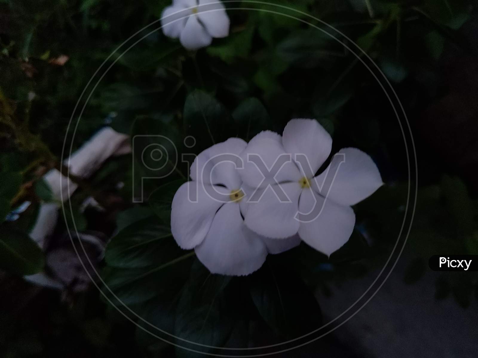 White flower in black background.