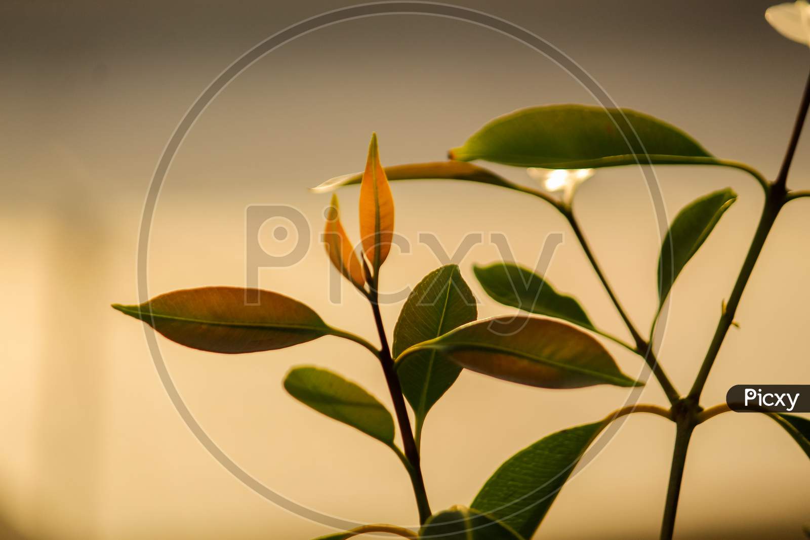 Small Orange leaf with beautiful bokeh