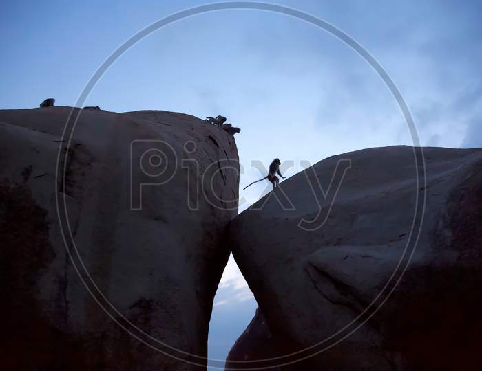 Bonnet Macaques Are Monkeys That Live In Hampi India And Can Be Seen Here At Dawn, Jumping Across Large Boulders.