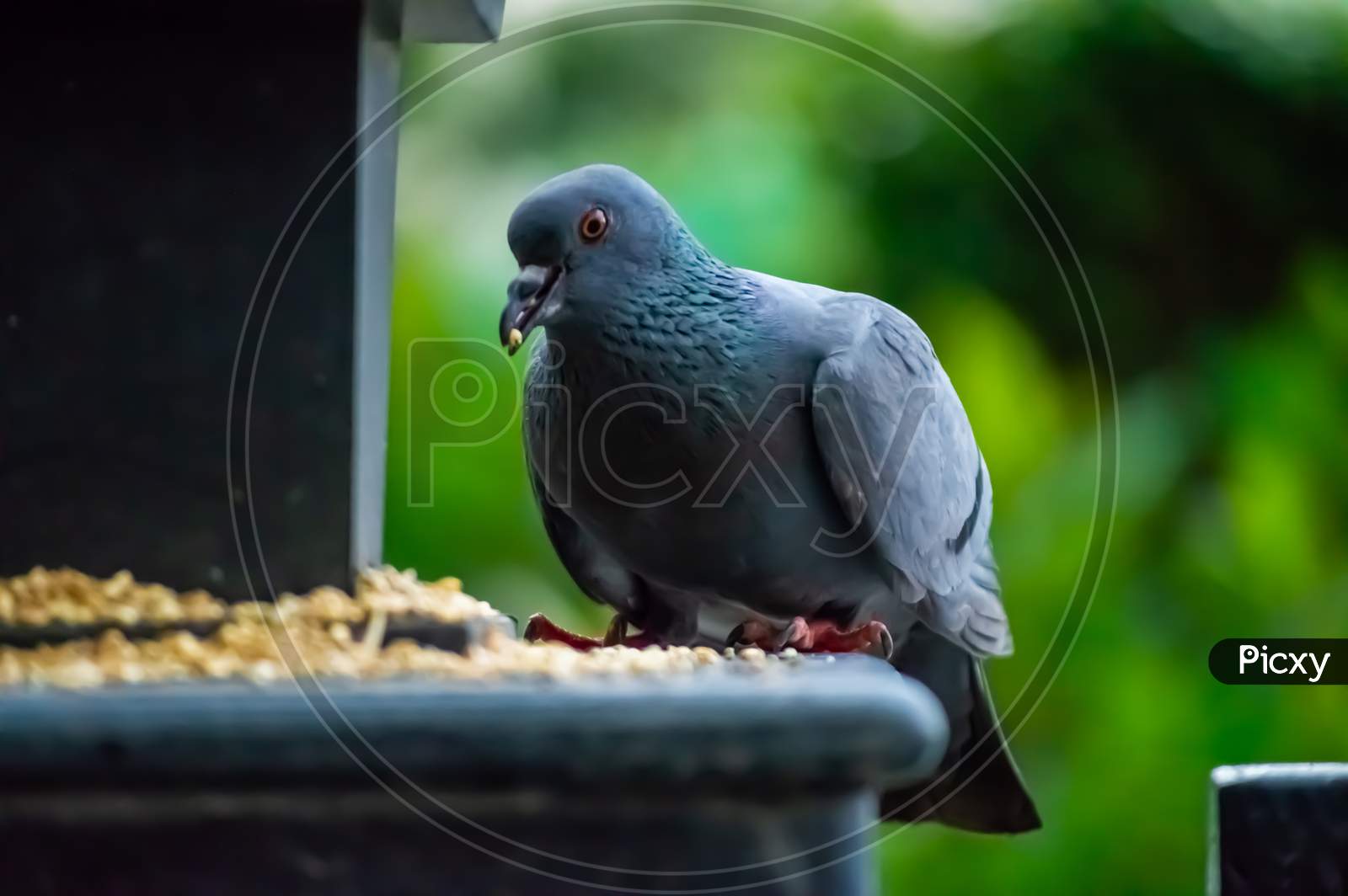 Indian pigeons eating