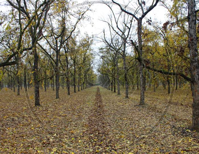 Pecan Orchard In The Fall (Ca 07282)