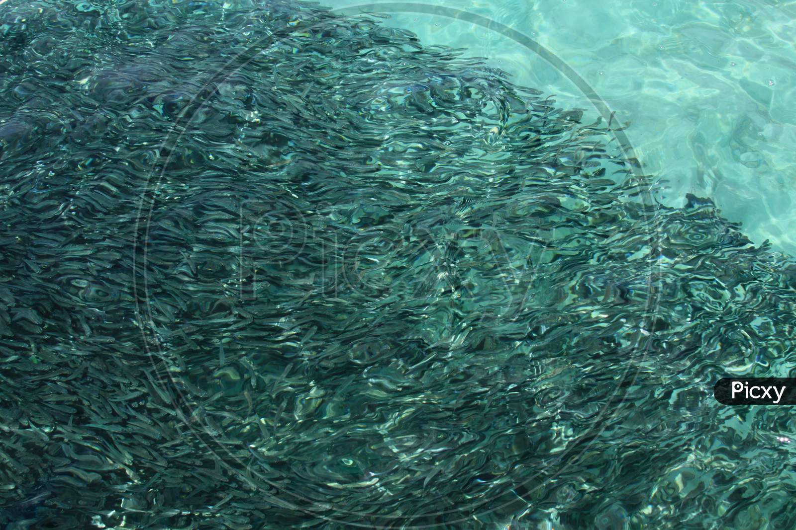School Of Fish Crowding The Water Close To Surface