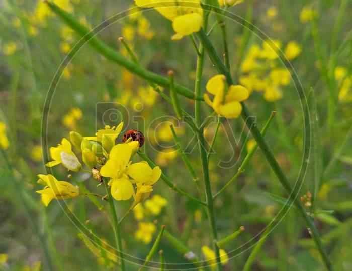 Lady bug beetle taking sap from mustard's flower.