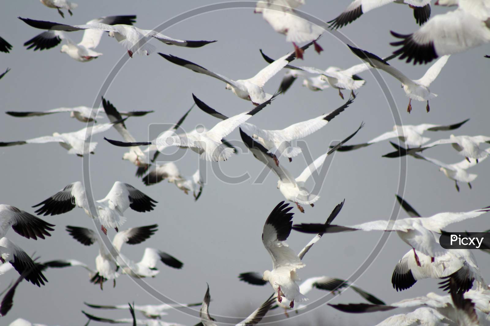 Snow Geese In Flight (Ca 07044)