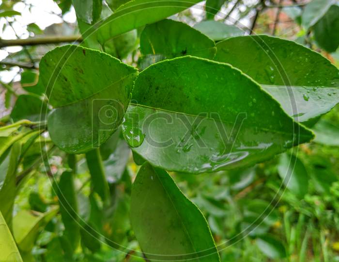 Wet green Leaves , water drops are visible
