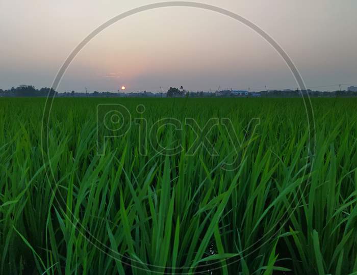Picture of a paddy field