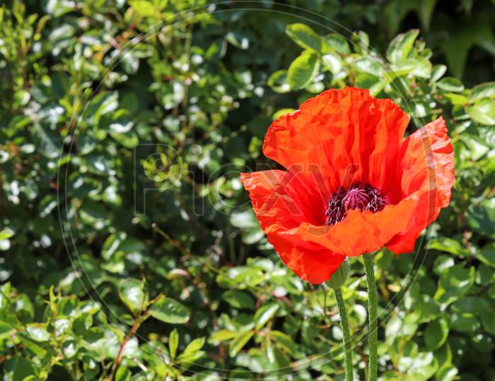 Beautiful red poppy flowers found in a green garden on a sunny day