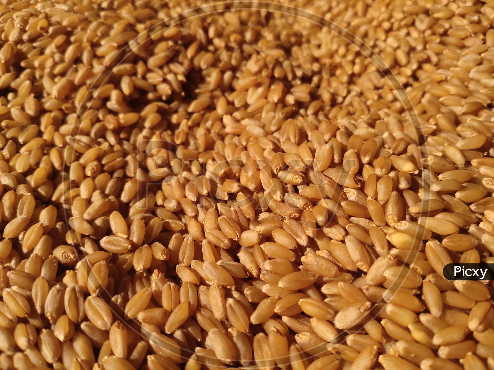 Raw wheat