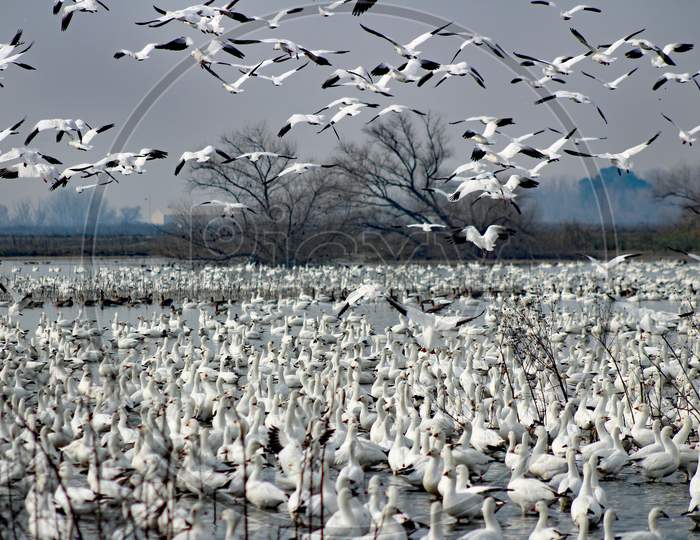 Migrating Snow Geese (Ca 07047)