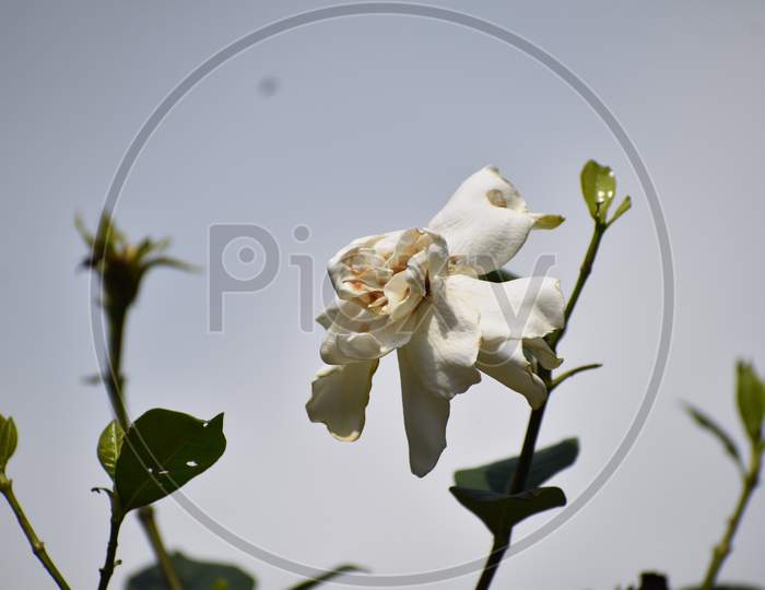 a white jasmine flower in the older stage