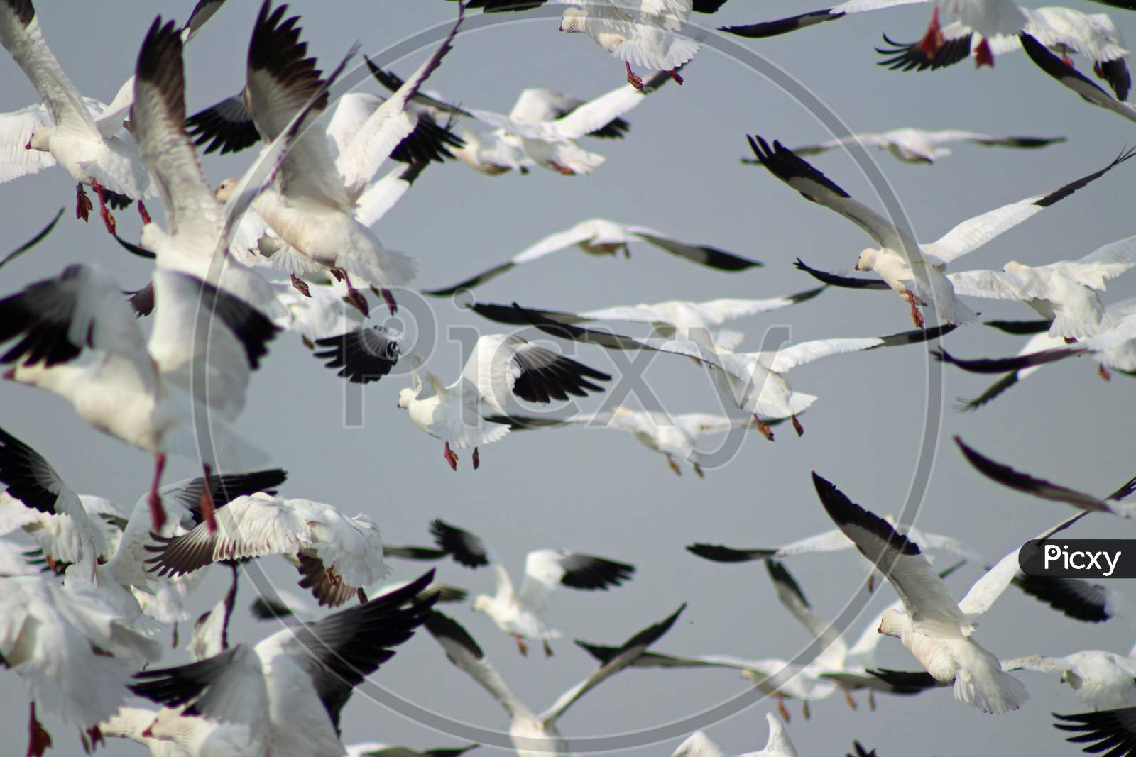 Migrating Snow Geese (Ca 07042)