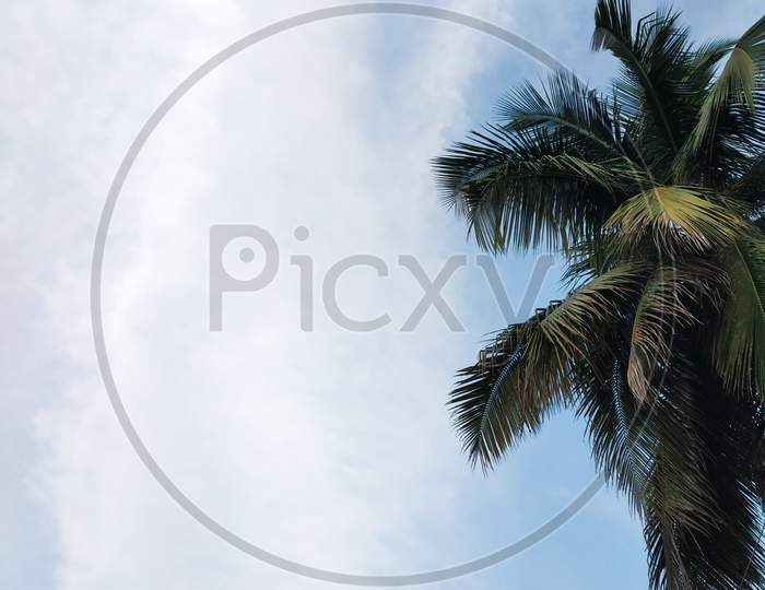Coconut tree with blue sky background nature landscape
