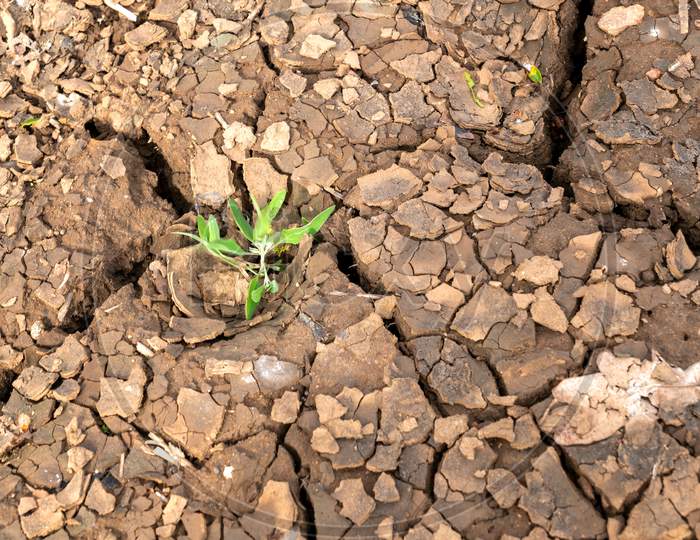 A Small Green Plant Emerges From Cracked And Dry Soil In A Field Containing Bearded Barley,