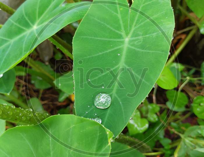 Picture of water drop on the leaf of the colocasia plant