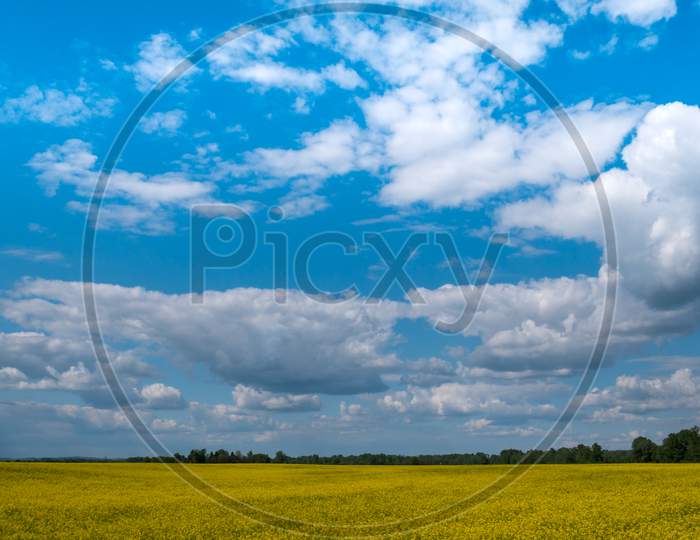 Vast Field With Yellow Flowers And A Cloudy Sky