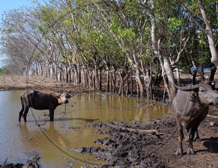 Cows play in mud puddles