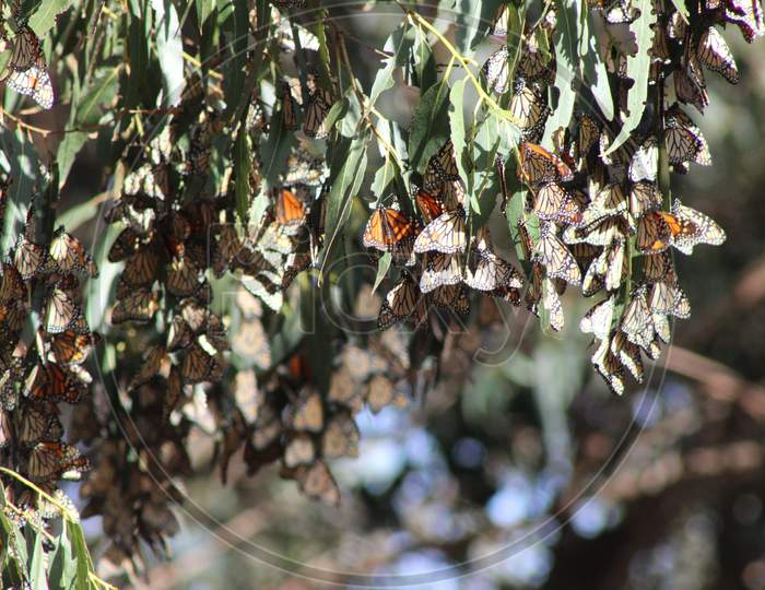Wintering Monarch Butterflies (Ca 06897)