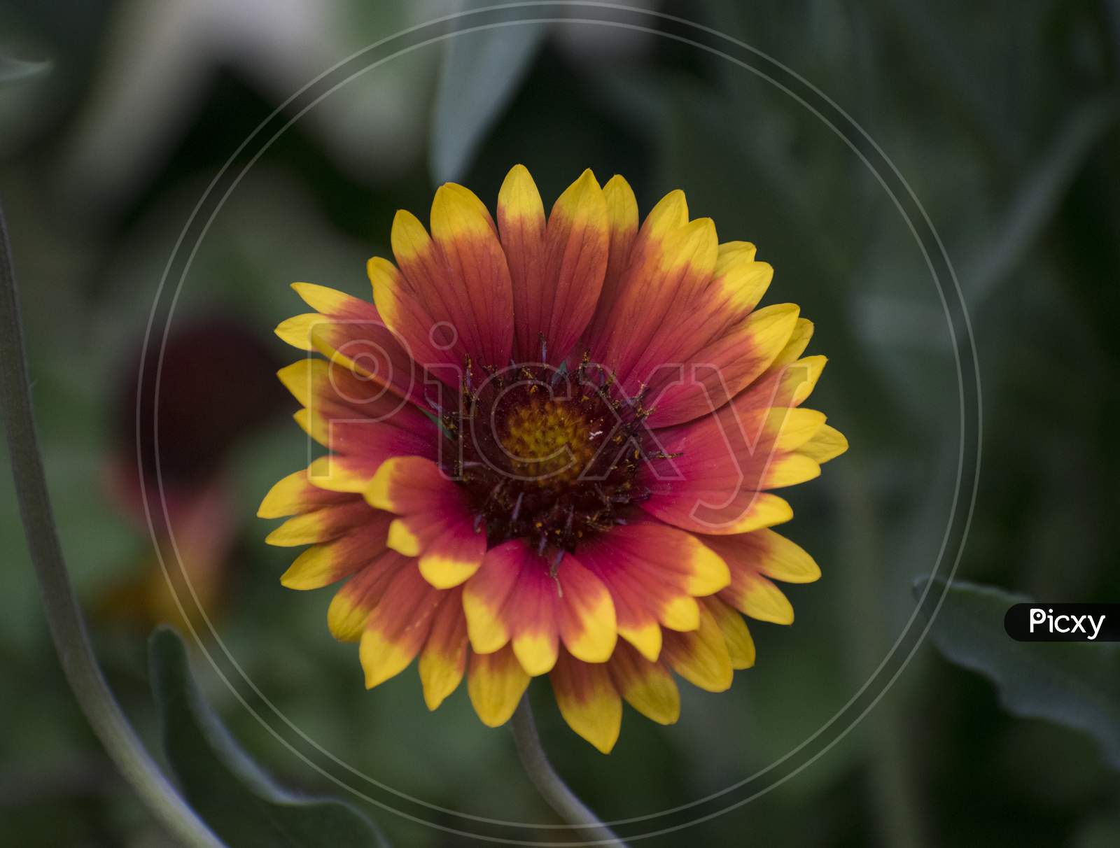 A closeup of indian blanket sunflower.