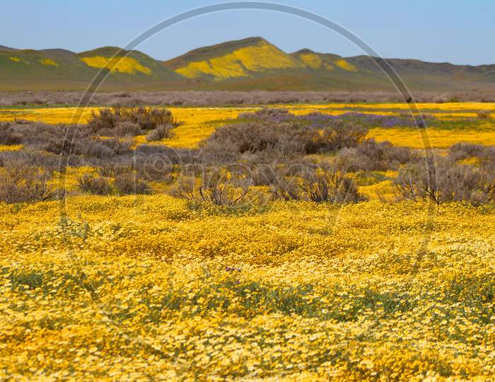 Spring In Carrizo Plain National Monument (Ca 07647)
