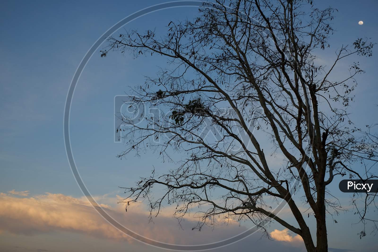 A dry autumn tree silhouette with a blue sky
