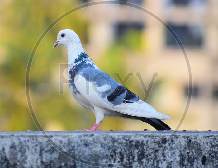 A dove is a small pigeon.