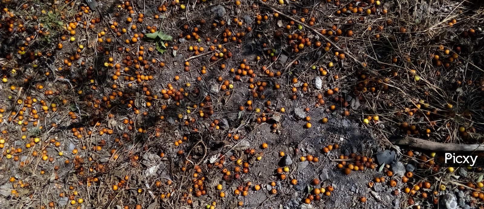 Indian jujube tree or Zizyphus mauritiana fall on ground