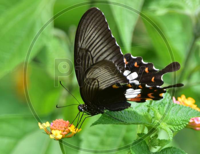 A Butterfly Collecting Nectar From A  Flower..In Nagaon District Of Assam On June 7,2020
