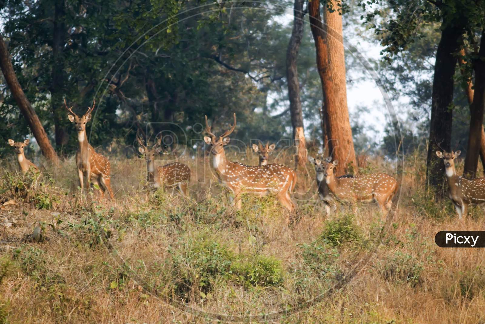 Deer, Betla National Park, Jharkhand.
