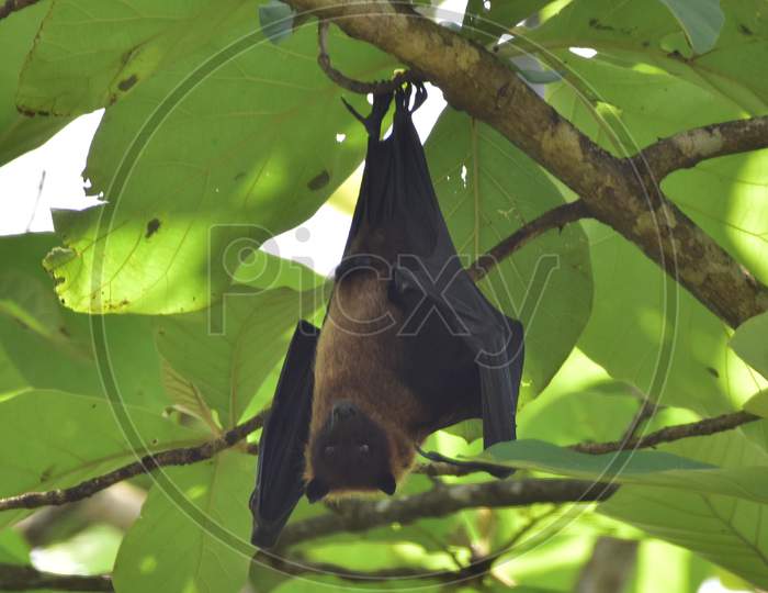 Bats Take Rest On Trees In Nagaon District Of Assam On June 07,2020.