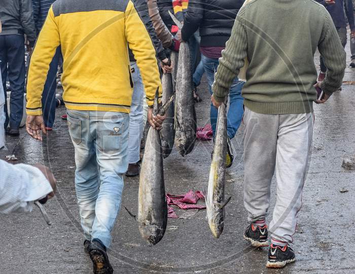 Ghaziabad, 2019 : Men carrying big fish in Ghazipur Fish Market. The said market is located near the biggest garbage dump in Delhi. Fish is a rich source of protein