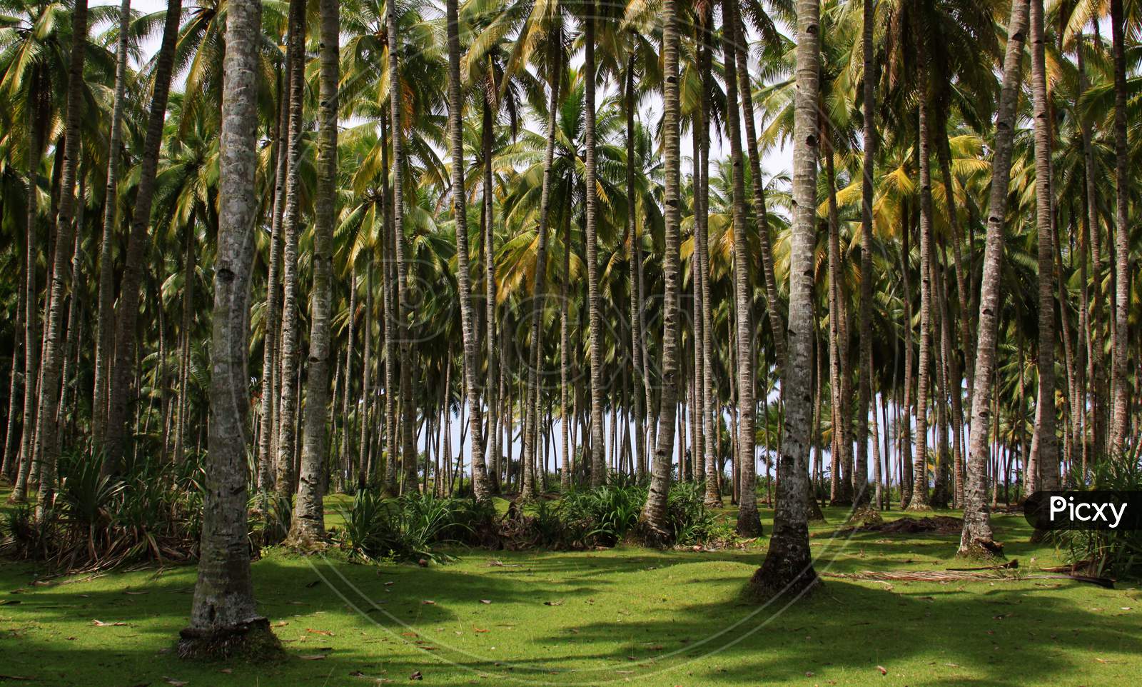 Coconut Palm Tree Forest Next To The Beach