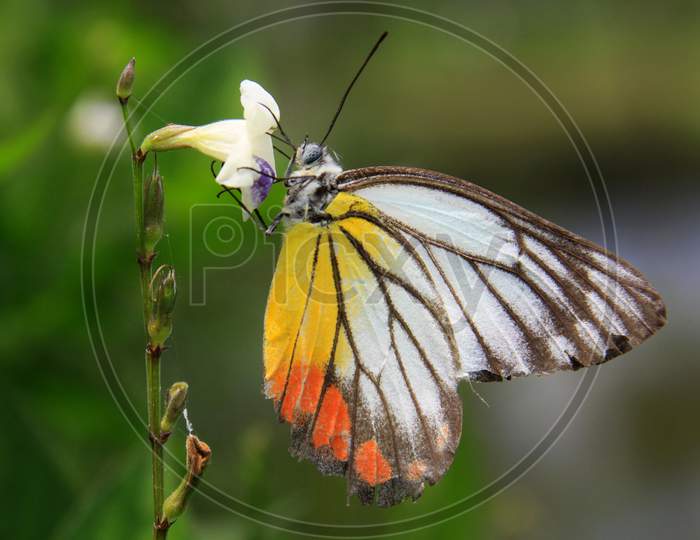 Colored Butterfly Feeding On Flower In Tropical Summer