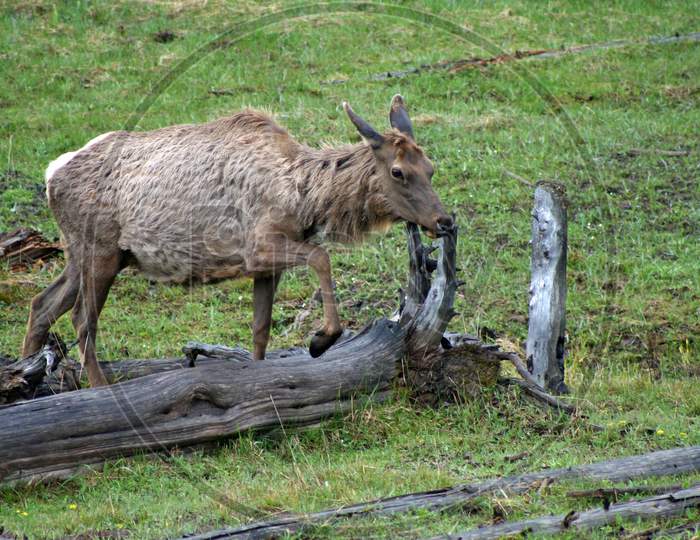 Elk In Yellowstone (Wy 00383)