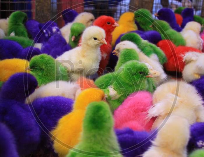 Colored Baby Chicken In Padang Market Pasar Raya