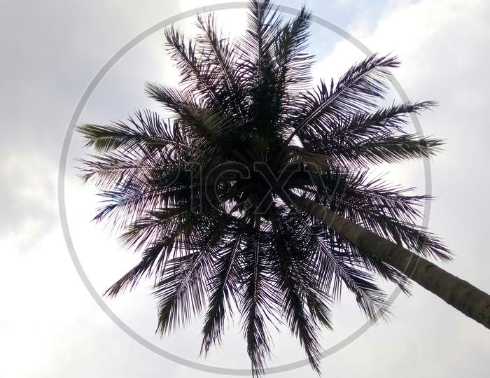 Coconut tree from below straight up