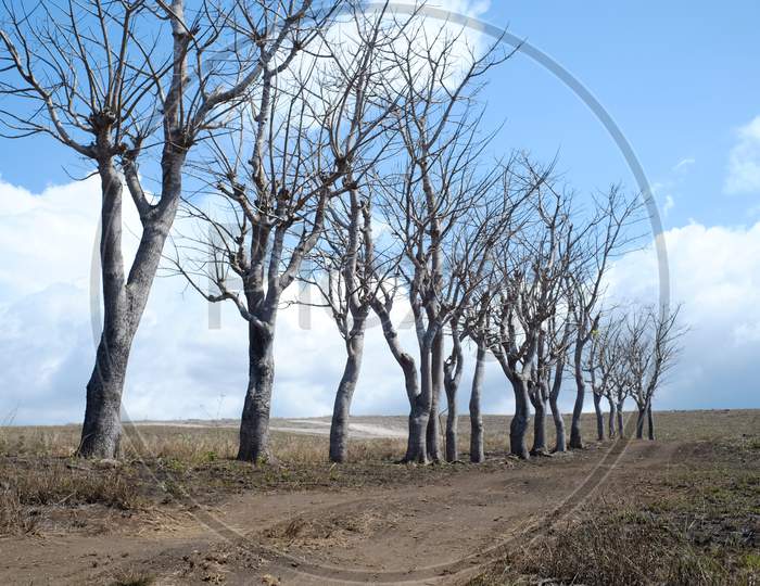 Dried trees in the Lolomogho Loura hill area