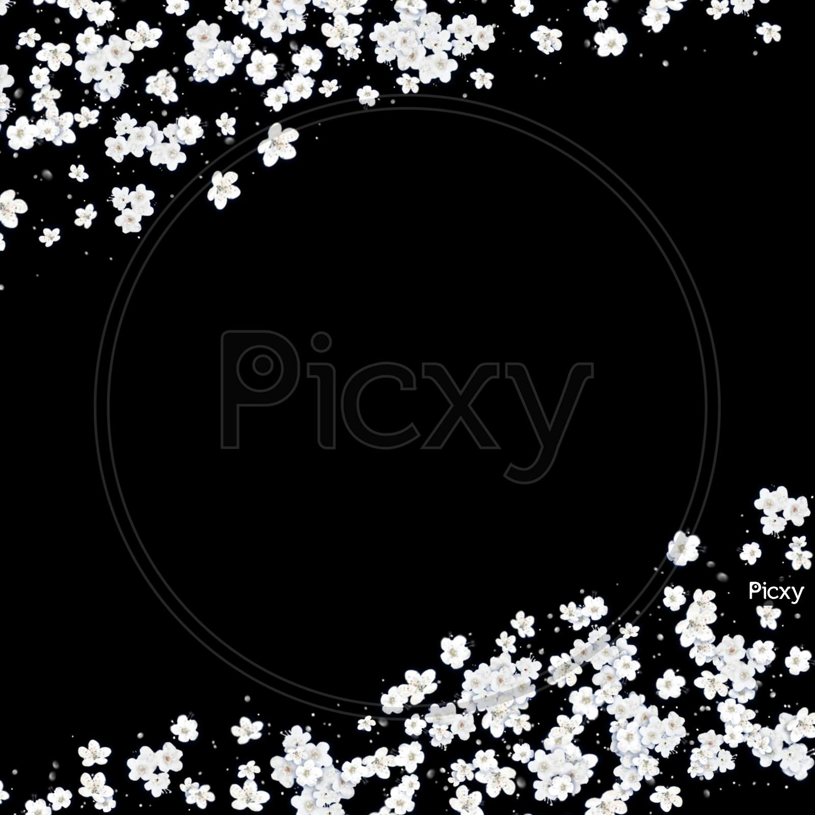 Image of White flower background with copy space. Black background with the  flowers around the corners of the frame with the place for text and  