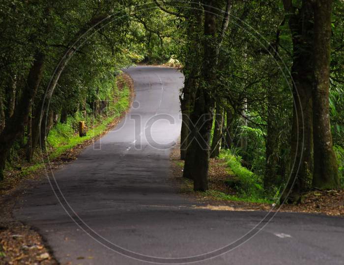 Curvy Asphalt Road Through Dense Forest