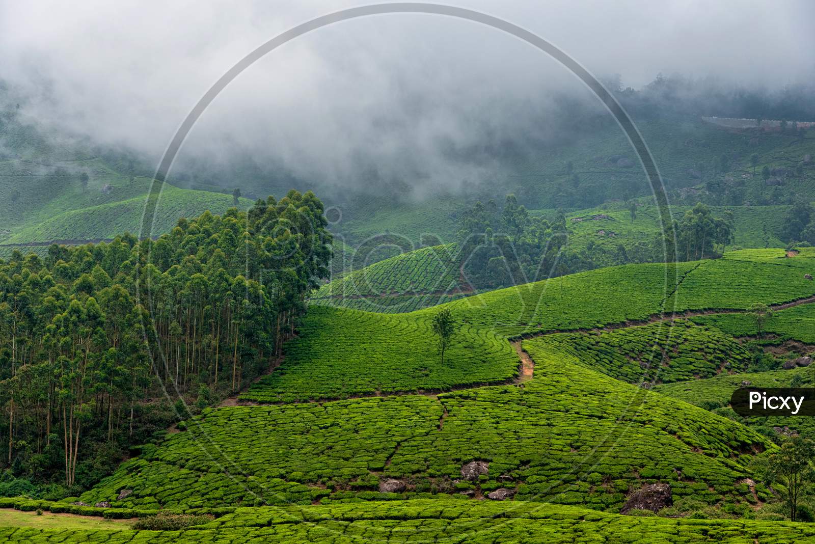 Foggy hills and tea gardens of Munnar, Kerala, India.